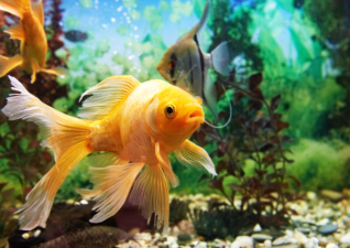 LED Lighting vs Natural: Aquarium Impact